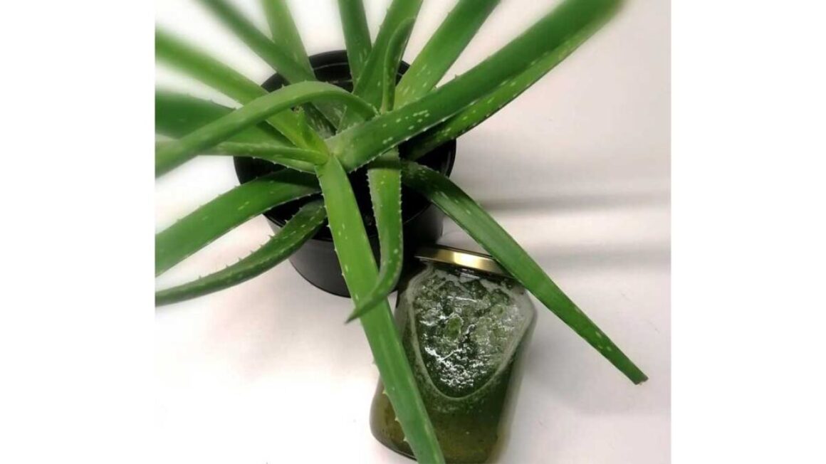 Napitek iz aloe vere